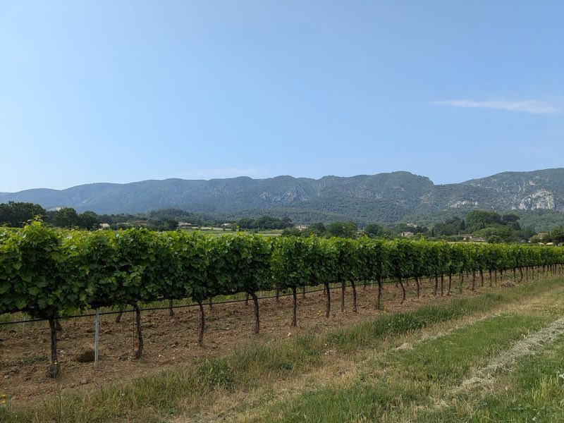 Rangs de vigne au pied du massif du Luberon