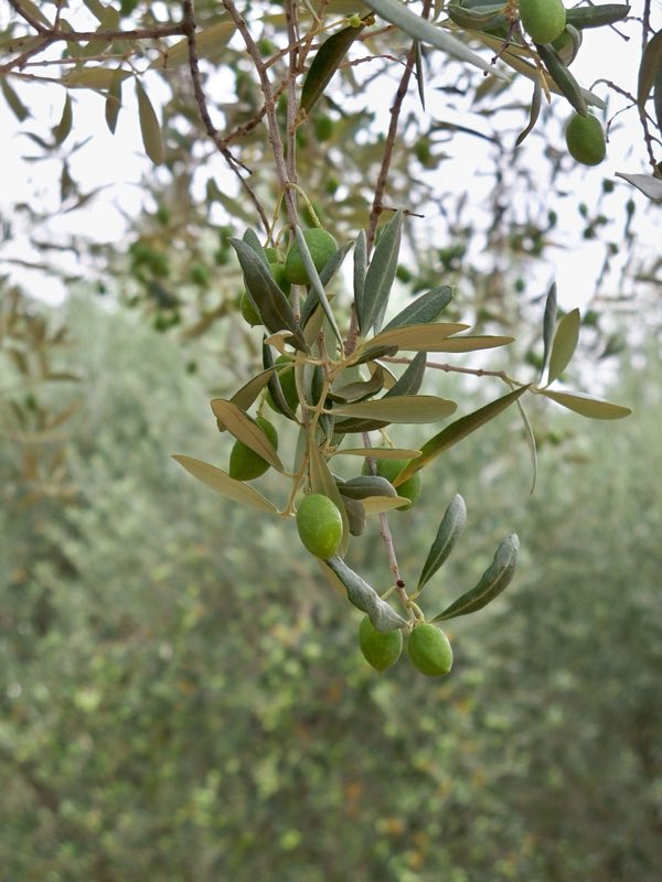 Rameau d’olivier chargé d’olives aglandau